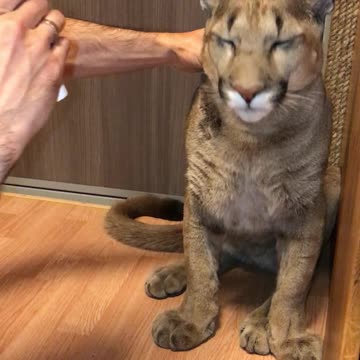 How to treat a Cougar