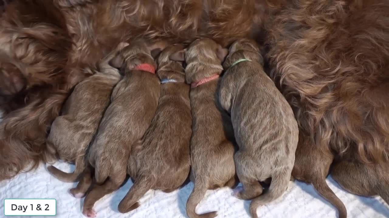 Newborn Puppies From Birth