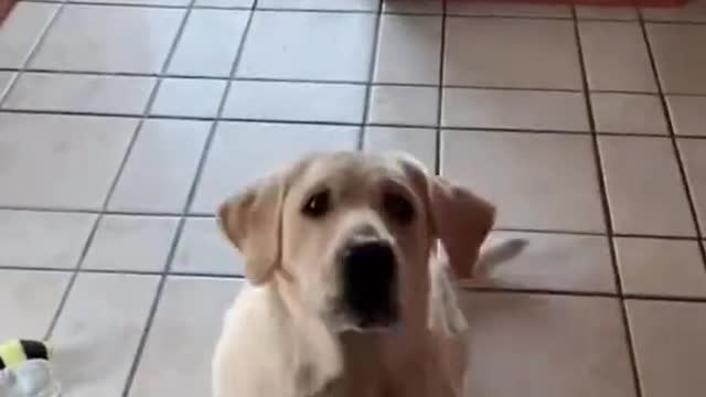 Dog tricks