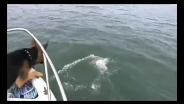 Watch funny dog 🐶 in jumped into..