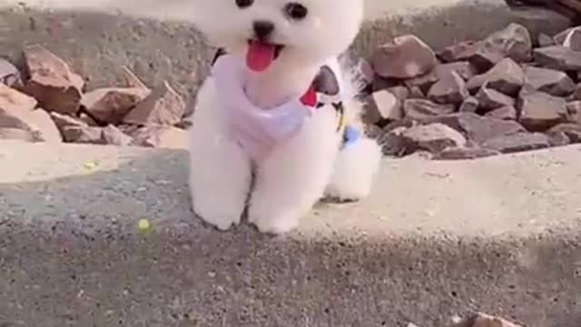 Cut_and_funny pomeranian