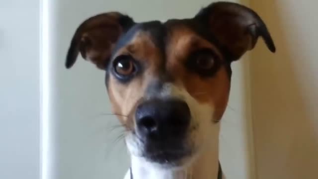 TOP 10 Dog Barking Videos Compilation - Funny Dogs Barking - Dogs Barking Sound