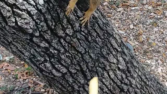 Don't Feed the Squirrels