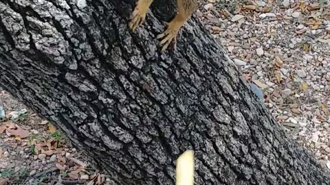 Don't Feed the Squirrels