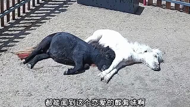 sleeping horse