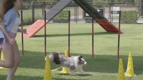PLAYING WITH THE DOG