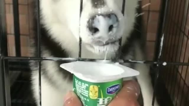 Drink yogurt