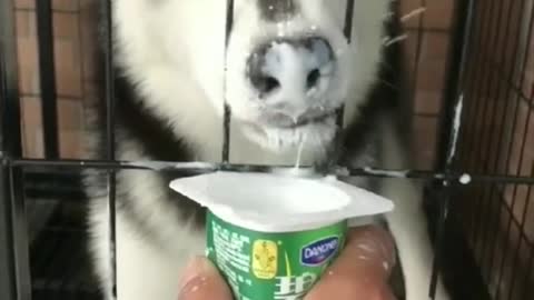 Drink yogurt