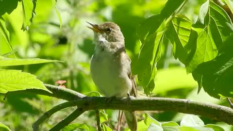 bird singing in a tree