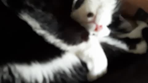 Tried kitty