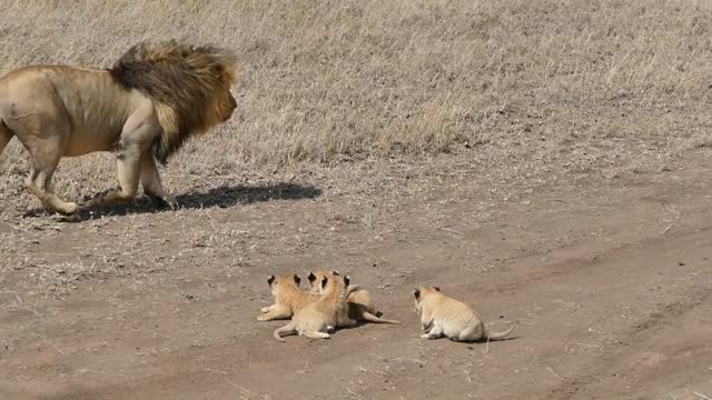 Lion dad tries to ditch his kids