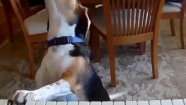 Cute Dog playing piano