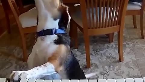 Cute Dog playing piano