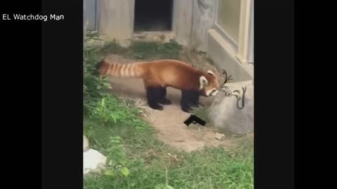 VIDEOS QUE DAN RISA 2020 (ANIMALES GRACIOSOS)