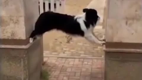 barrier dog