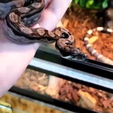 Nicaraguan Constrictor Boa aka Boa constrictor imperator