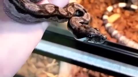Nicaraguan Constrictor Boa aka Boa constrictor imperator