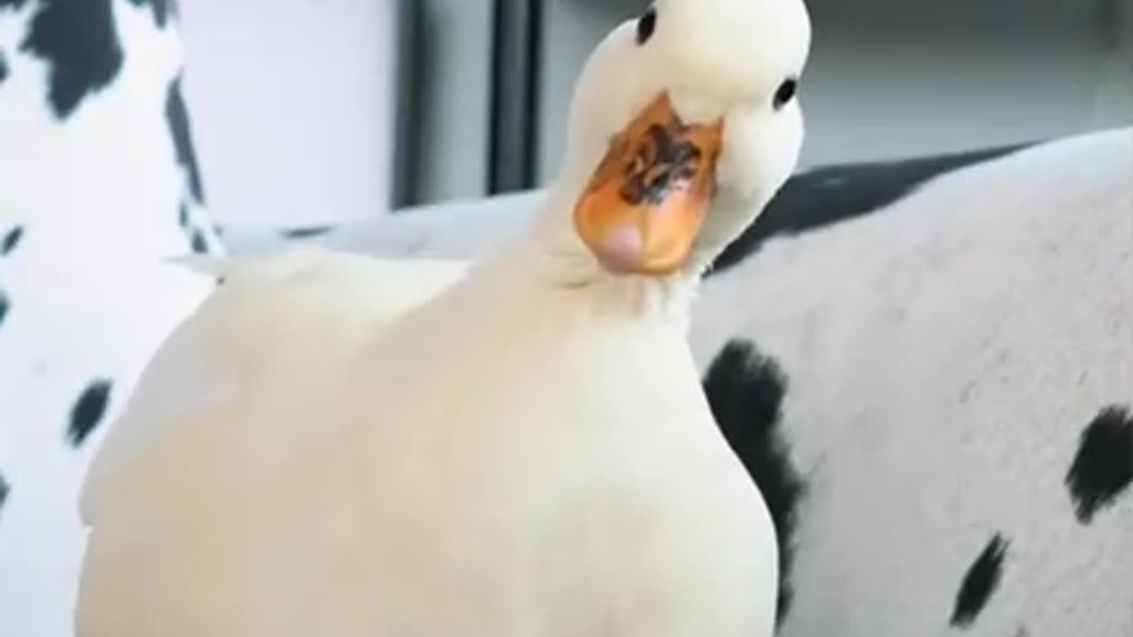 It's a nice goose