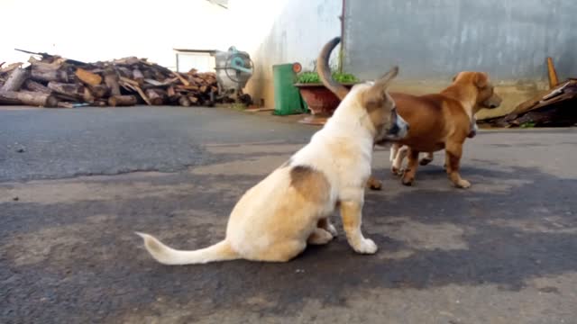 Early in the morning, the three children happily met the boss