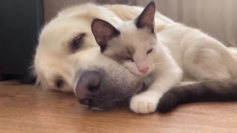 Dog and Cat became a BEST friends