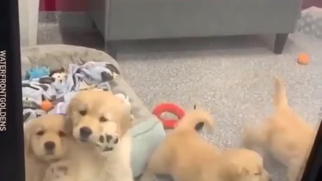 Cute dog || dog || funy dog video || pets || cute baby dog #dog #dogs #funydog #funydogs #funyvideo #trainding #viral #foryou #baby #babydogs #babydog #cutebabydogs