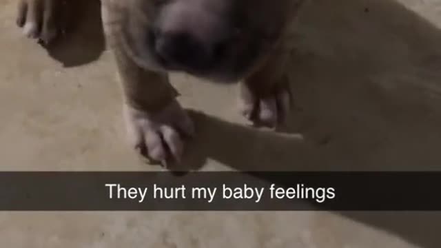 wildanimalsdoingthings - Apologize right now