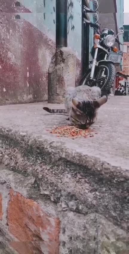Comida para animales en Bucaramanga