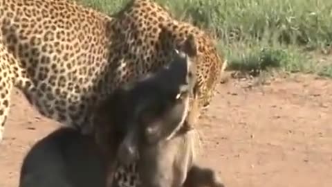 Leopard Ambush: Epic Takedown of a Warthog! 🐆🐗