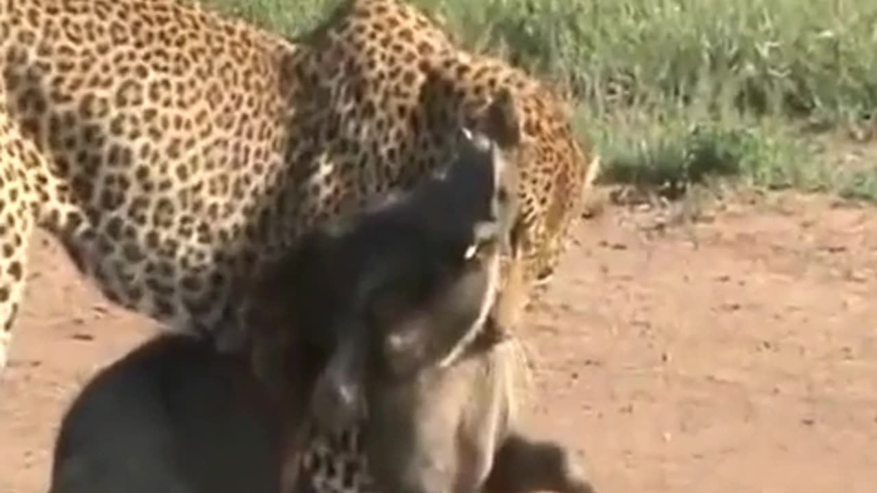 Leopard Ambush: Epic Takedown of a Warthog! 🐆🐗