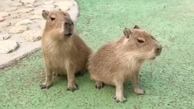 Funny animals sounds