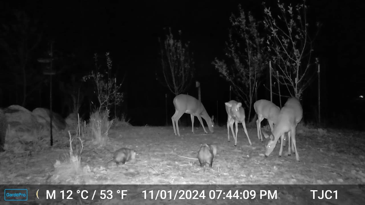 4 Deer and 2 Opossums