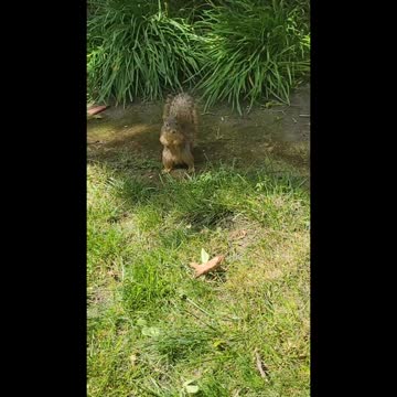 Feeding Squirrels!