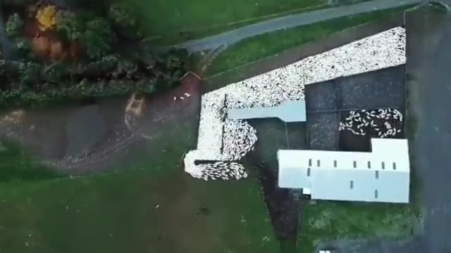 🐶 L'incroyable efficacité des chiens de berger vu du ciel. Magnifique !