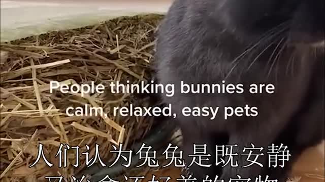 When everyone was moved by the lovely appearance of rabbits and thought they wer