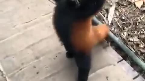 The red Panda With A perfect walking gait