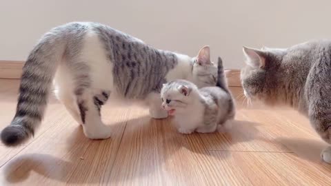 The little Kittens start walking