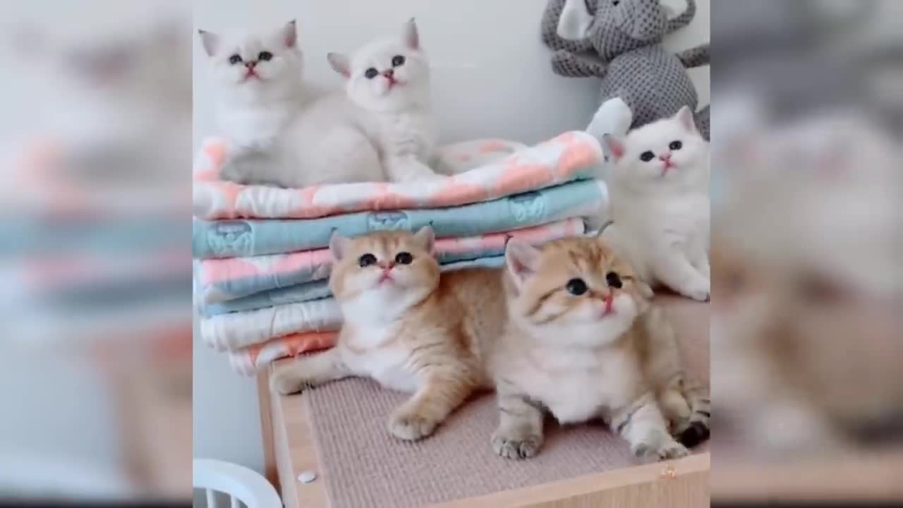 #babycat #funnycats #aww Baby Cats - Cute and Funny Cat Videos Compilation #30 | Aww Animals