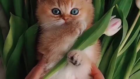 🙏❤️🎉🎉🎉🎊🎊🎊️SWEET AND FUNNY ANIMALS SHOTS 🙏❤️❤️🎉🎉🎉🎊🎊🎊