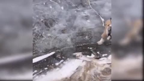 Dog enjoy buetifull view