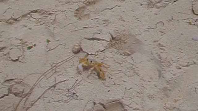 BUSY Ghost Crab Has No Time to Pose for Picture - RUNS OFF