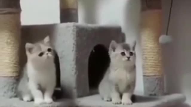 Aww 10 cute cat movement 😍