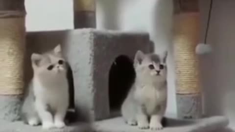 Aww 10 cute cat movement 😍