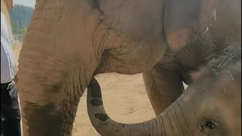 The elephant does not give food to the child