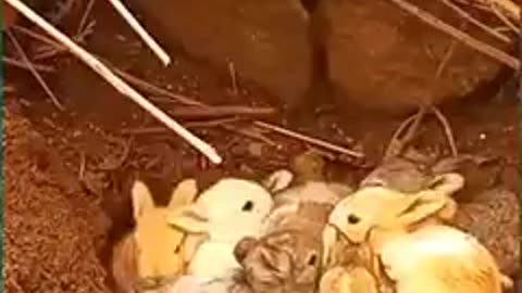 Beautiful Rabbit's
