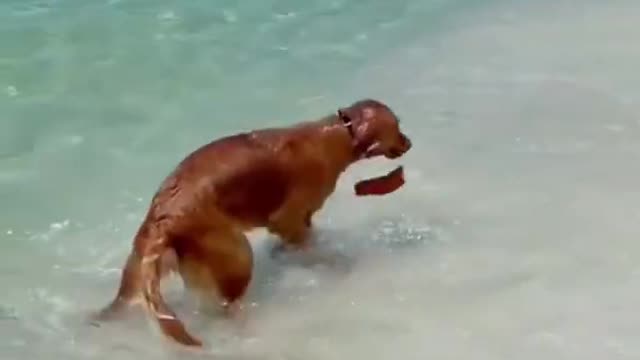 Golden Retriever having fun at beach