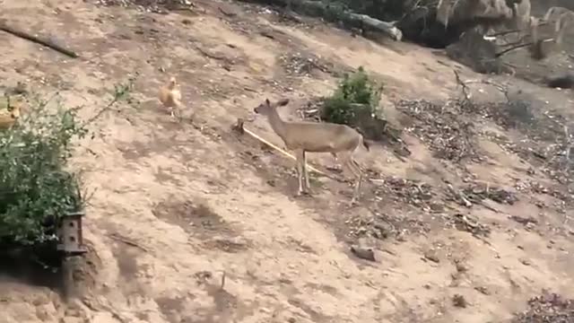 Deer just want to be Friend but chicken Nope!