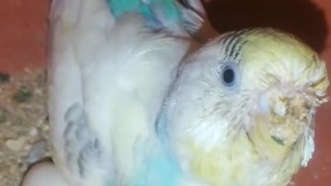 Couple of parrot