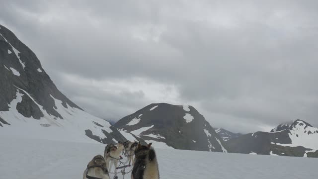 A Team Of Sled Dogs Pulls Rider Through The Icy Terrain Of Alaska!