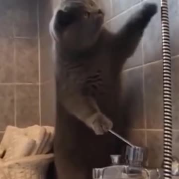 Kittens & Pups-Cutest 2021-Try not to Laugh 1