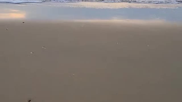 The first puppy to come to the sea in his life.
